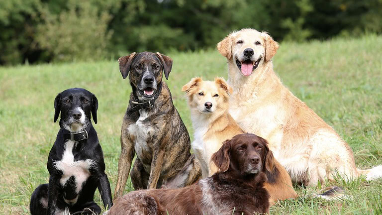 Cani, il cervello riconosce paura, rabbia e tristezza nei volti