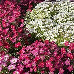 Saxifraga, confermata la pianta carnivora intuita da Darwin