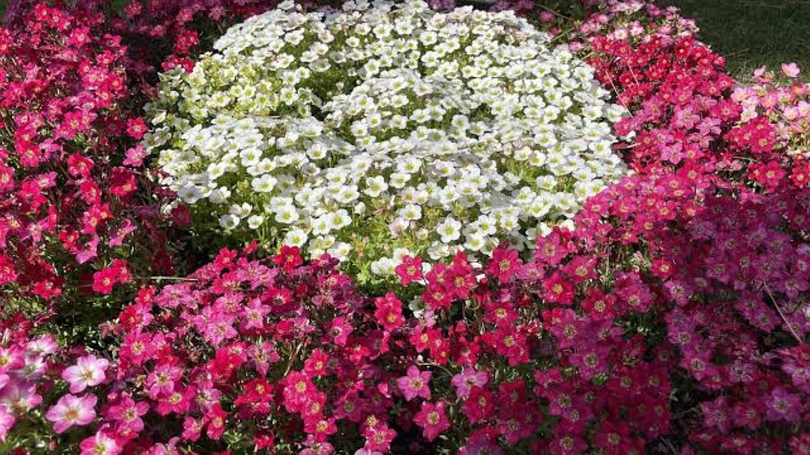 Saxifraga, confermata la pianta carnivora intuita da Darwin