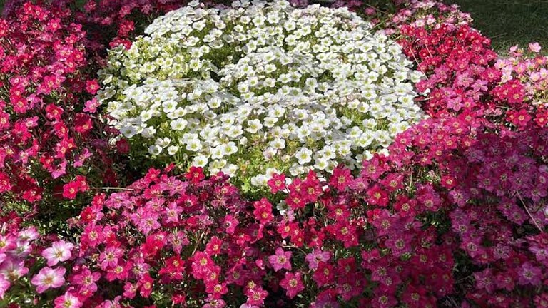 Saxifraga, confermata la pianta carnivora intuita da Darwin