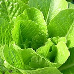 Lattuga trasformata in fabbrica di proteine: produce mioglobina