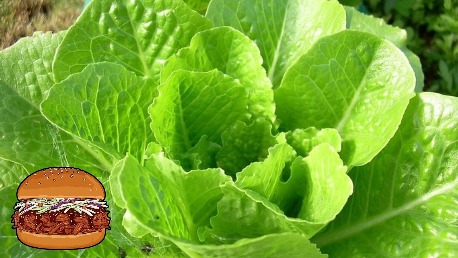 Lattuga trasformata in fabbrica di proteine: produce mioglobina