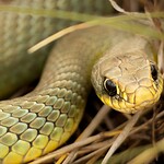 Serpenti, le proteine FETUA aprono la strada a nuovi antidoti