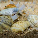 Vongole, i denti esistono davvero ma non sono dove pensi