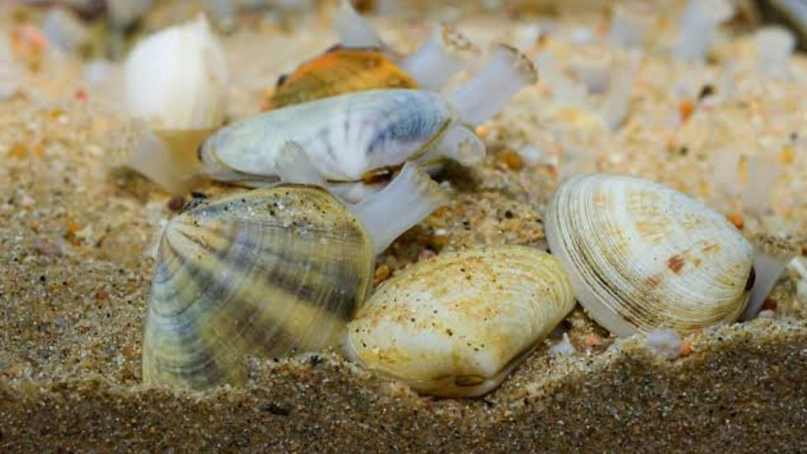 Vongole, i denti esistono davvero ma non sono dove pensi