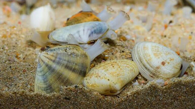 Vongole, i denti esistono davvero ma non sono dove pensi