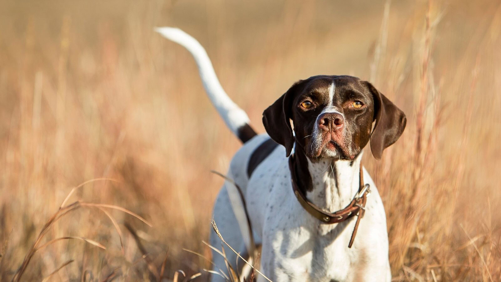 Antenato dei cani in Oregon: cacciava come un felino