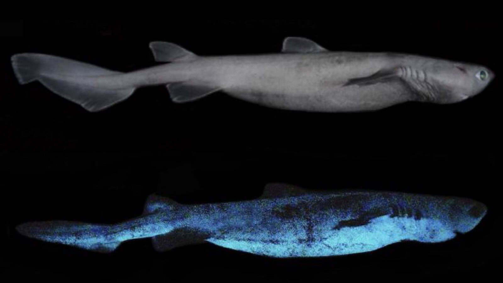Squalo bioluminescente, il più grande al mondo brilla dal ventre