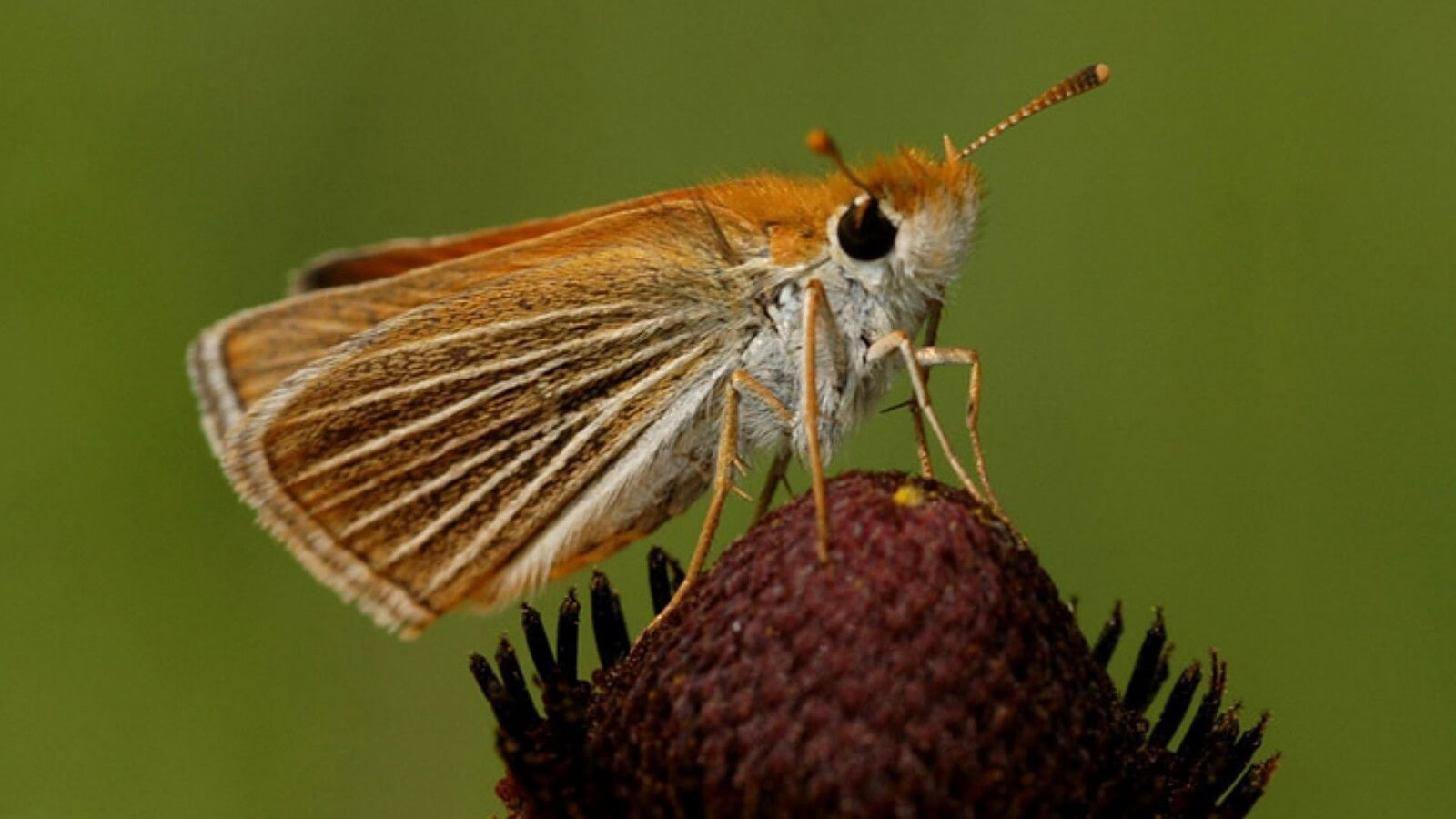 Poweshiek skipperling, la farfalla salvata dall'estinzione