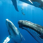 Canto delle balene, l'illusione che sfida la velocità del suono