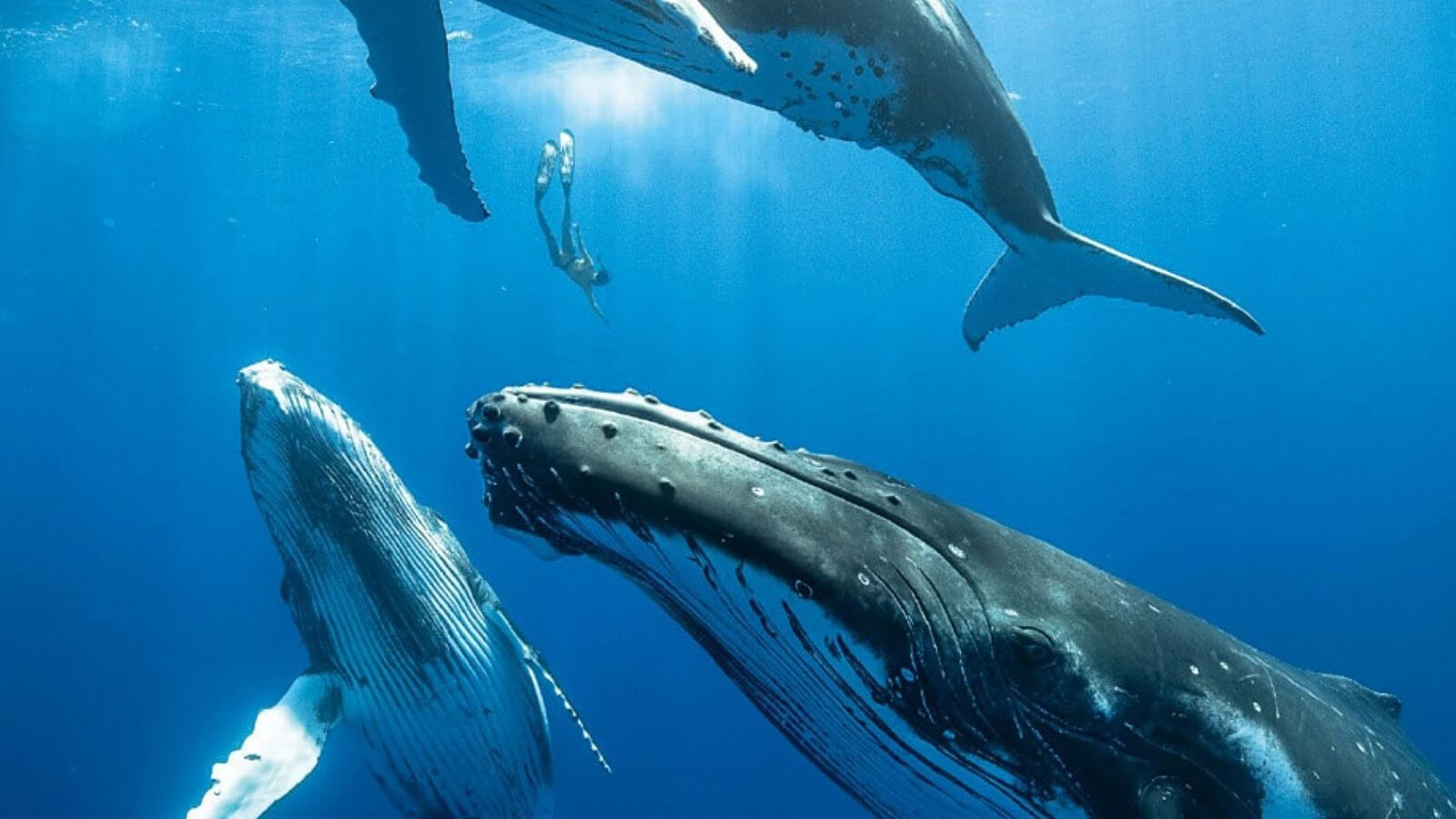 Canto delle balene, l'illusione che sfida la velocità del suono