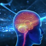 Letargo, il cervello perde metà sinapsi ma i ricordi restano