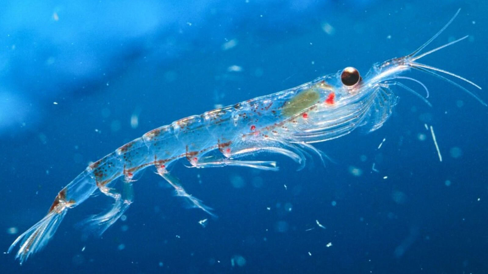 Krill antartico, quota di pesca esaurita in anticipo: è allarme