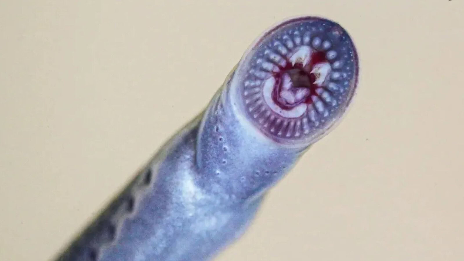 Dracula vegano, avvistato a 1.500 km dal suo areale noto