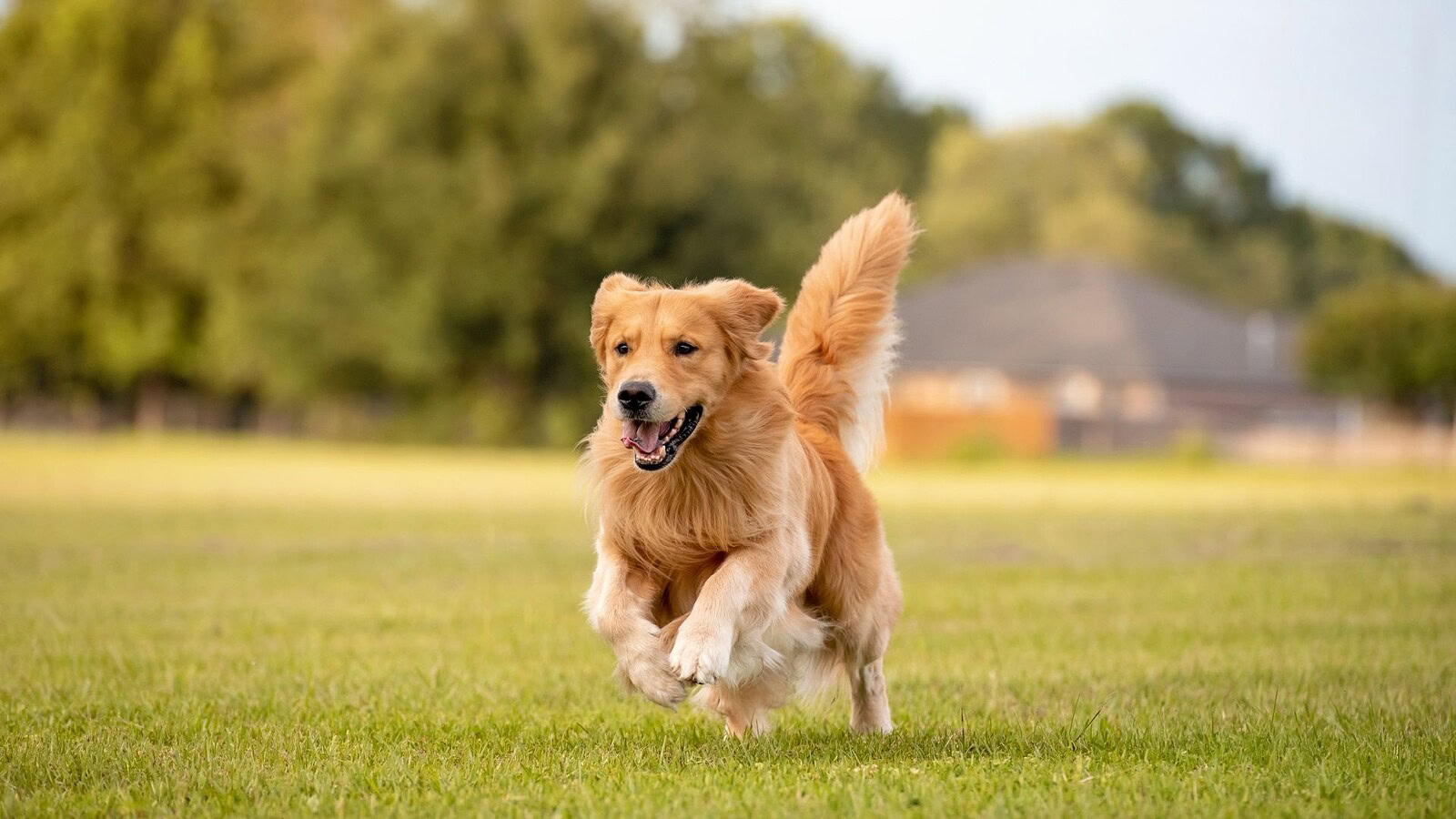 Cani e longevità: nel sangue i biomarcatori comuni all'uomo