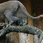 Jaguarundi, il felino sconosciuto che rischia di sparire: solo 13.000