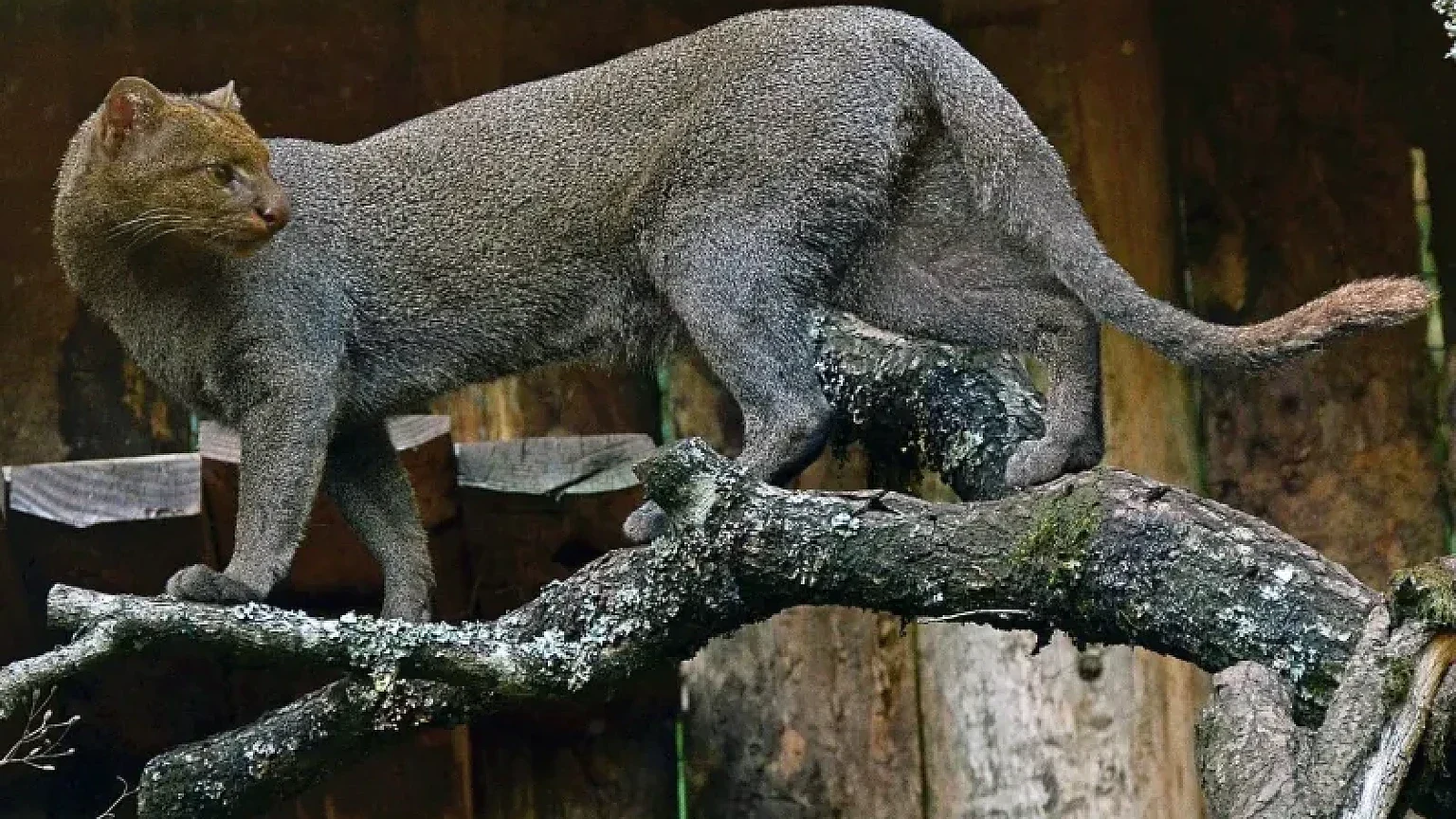 Jaguarundi, il felino sconosciuto che rischia di sparire: solo 13.000