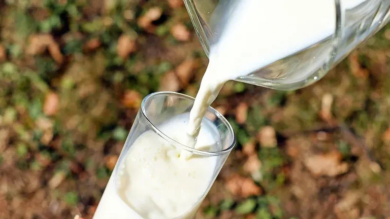 Latte crudo e formaggi non pastorizzati: i rischi per la salute