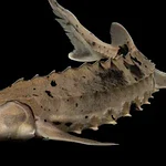 Storione di lago, il pesce che può vivere 400 anni