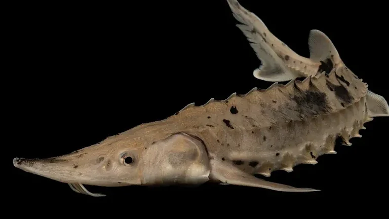 Storione di lago, il pesce che può vivere 400 anni