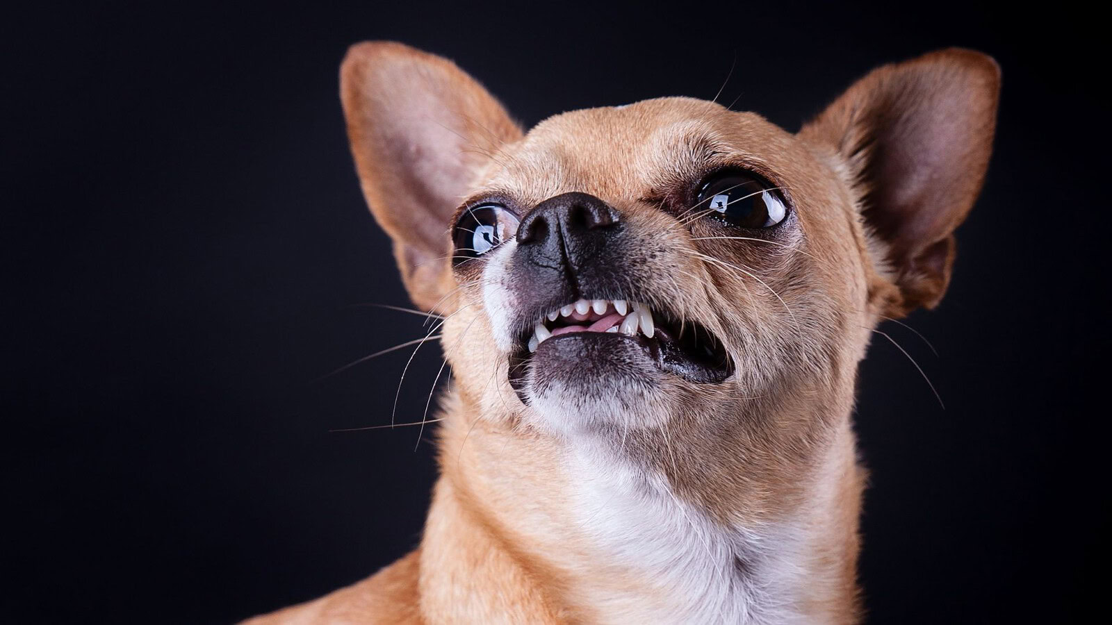 Il DNA del chihuahua