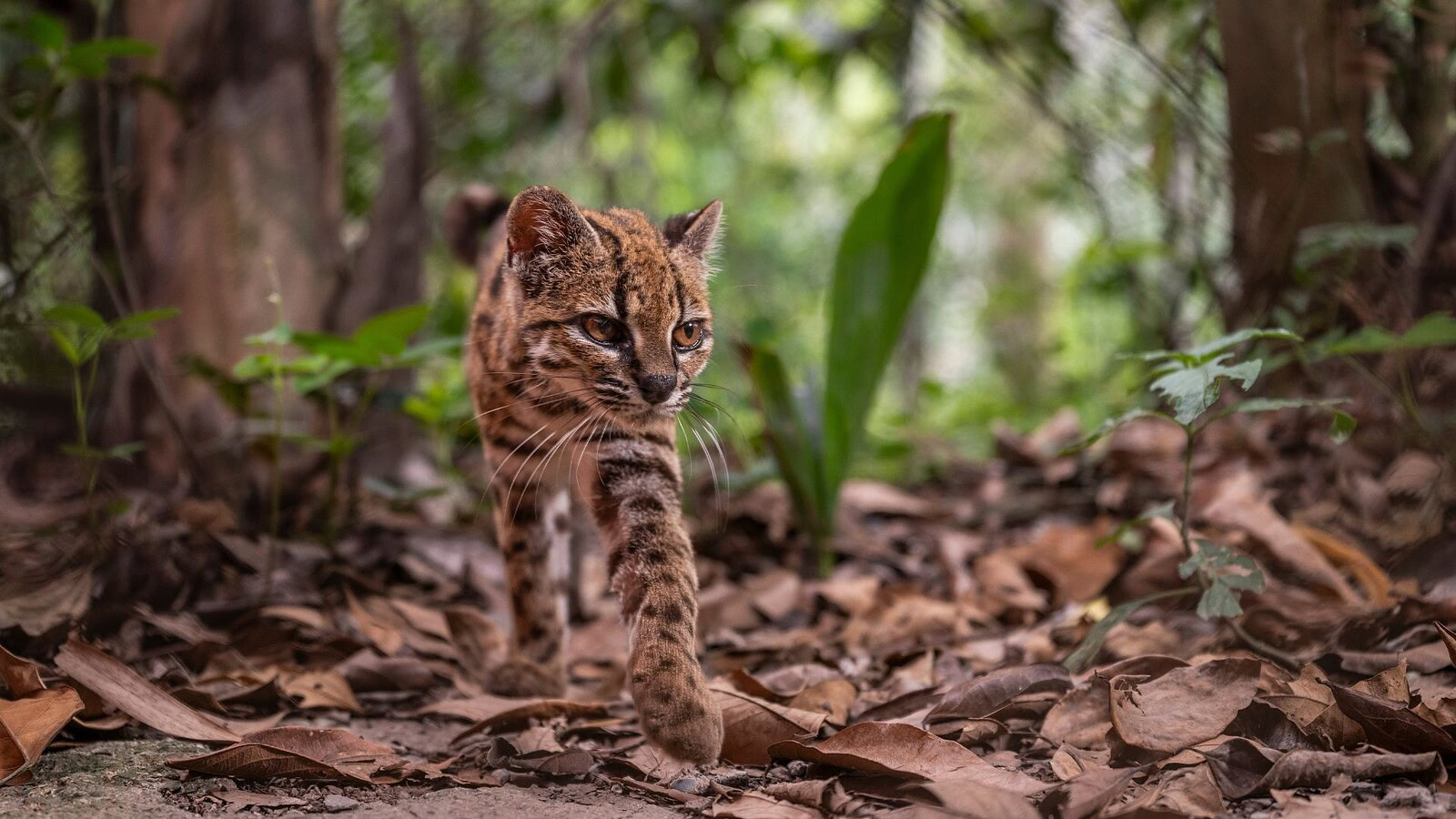 Leopardus tilcayo: nuovo gatto