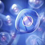 Cellule DARE: sopravvivono all'apoptosi e rigenerano i tessuti