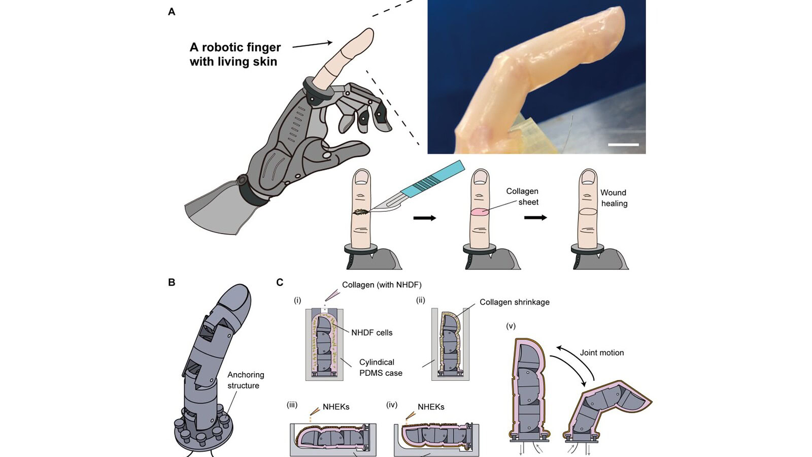 Dito robotico con pelle umana