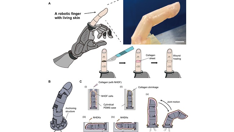 Dito robotico con pelle umana