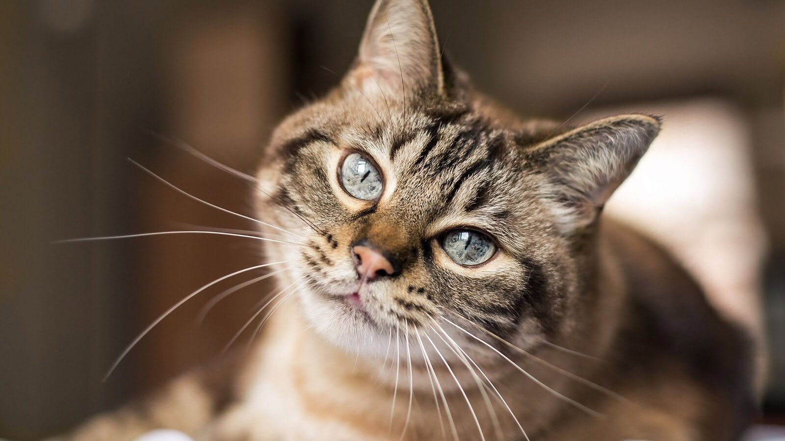 Cancro nei gatti