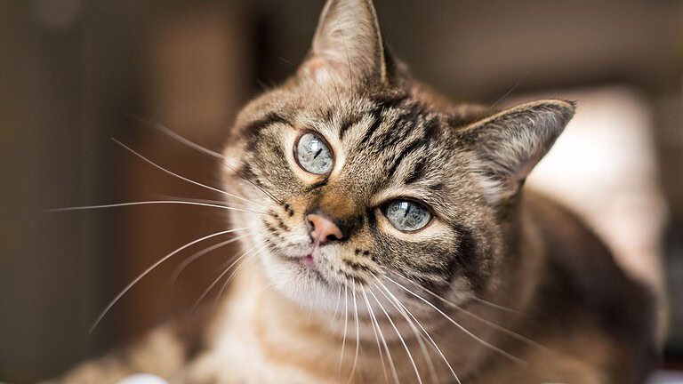 Cancro nei gatti