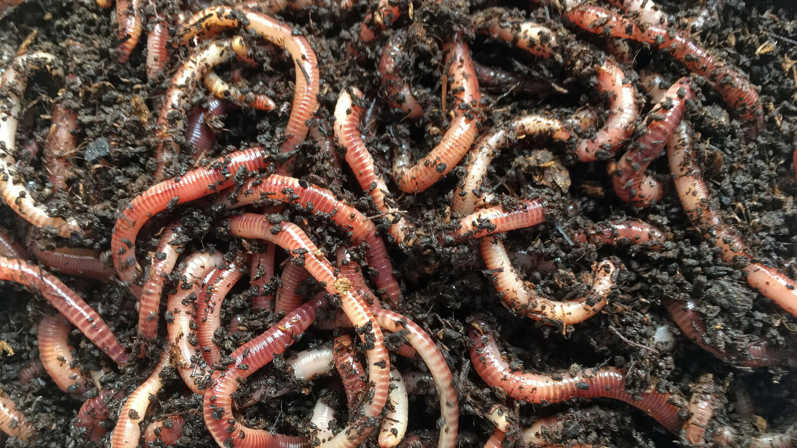 Vermi ramificati: dieci nuove specie con una testa e più code