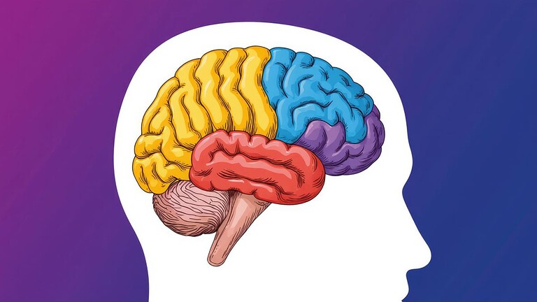 Cervello, due organi evoluti