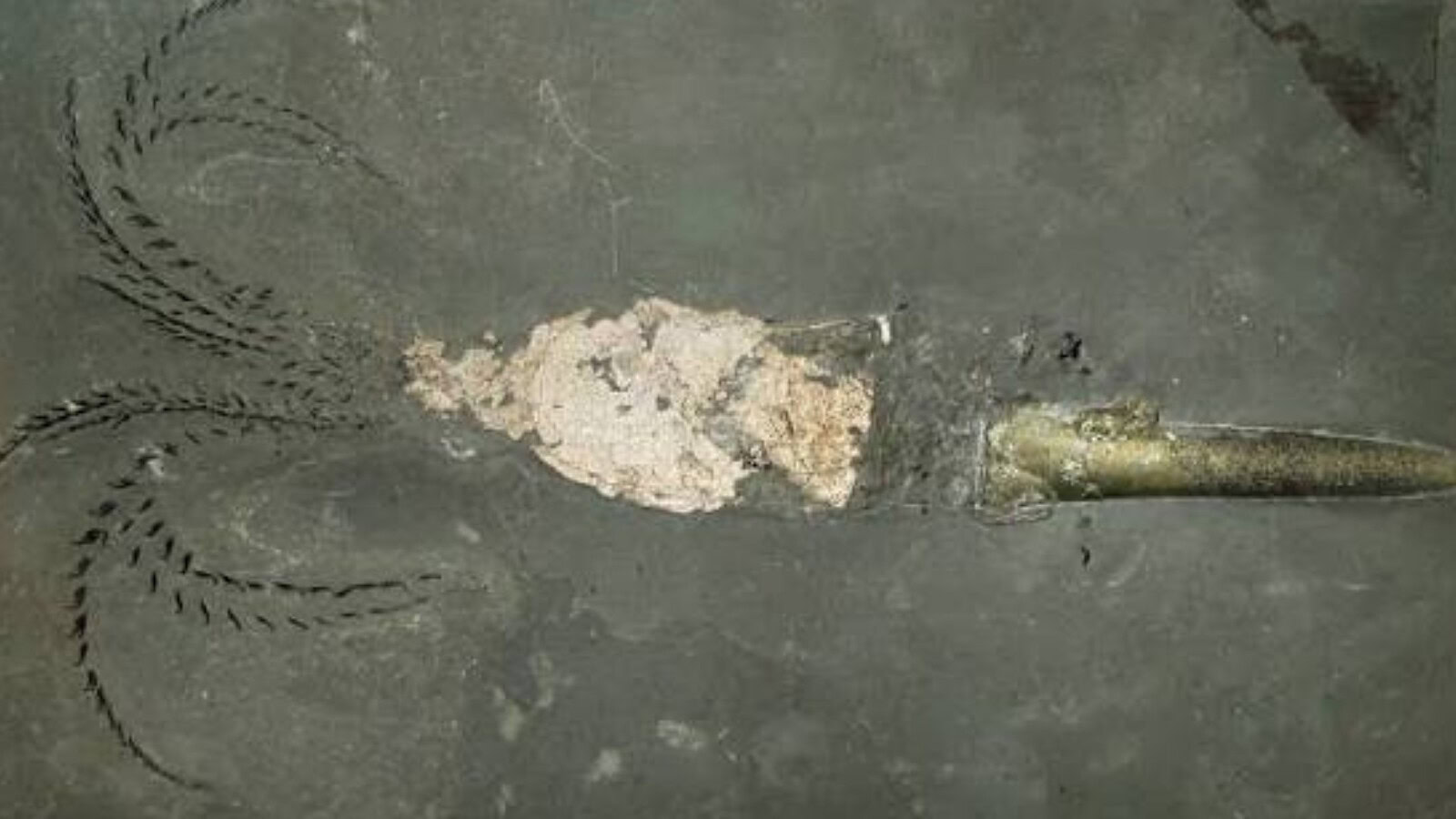 Belemnite gigante, nuova specie grande come uno skateboard