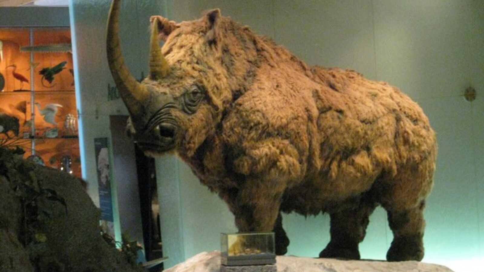 Rinoceronte lanoso: ibridi con il rinoceronte di Merck in Eurasia