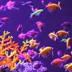 animali geneticamente modificati