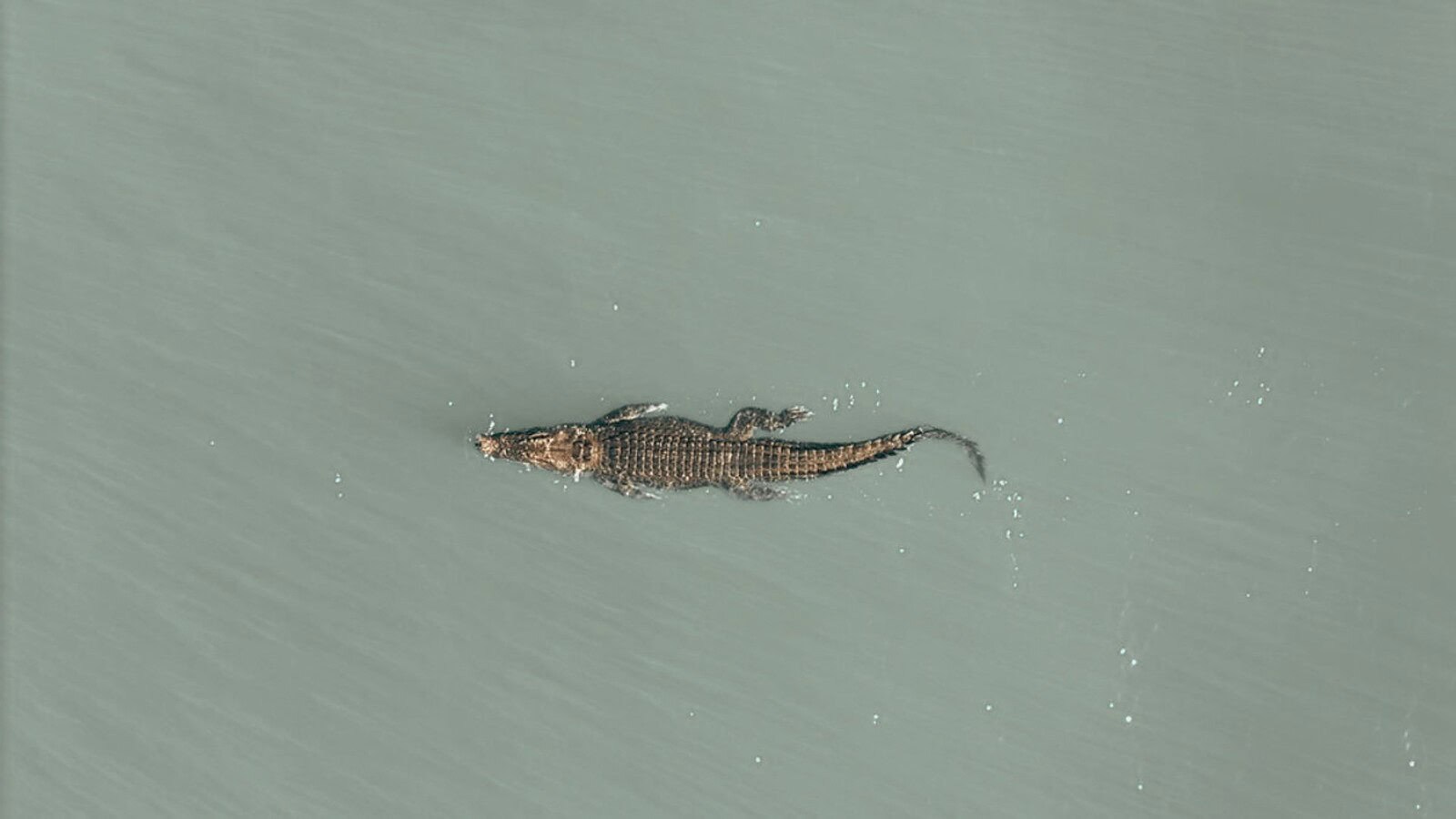 coccodrillo marino