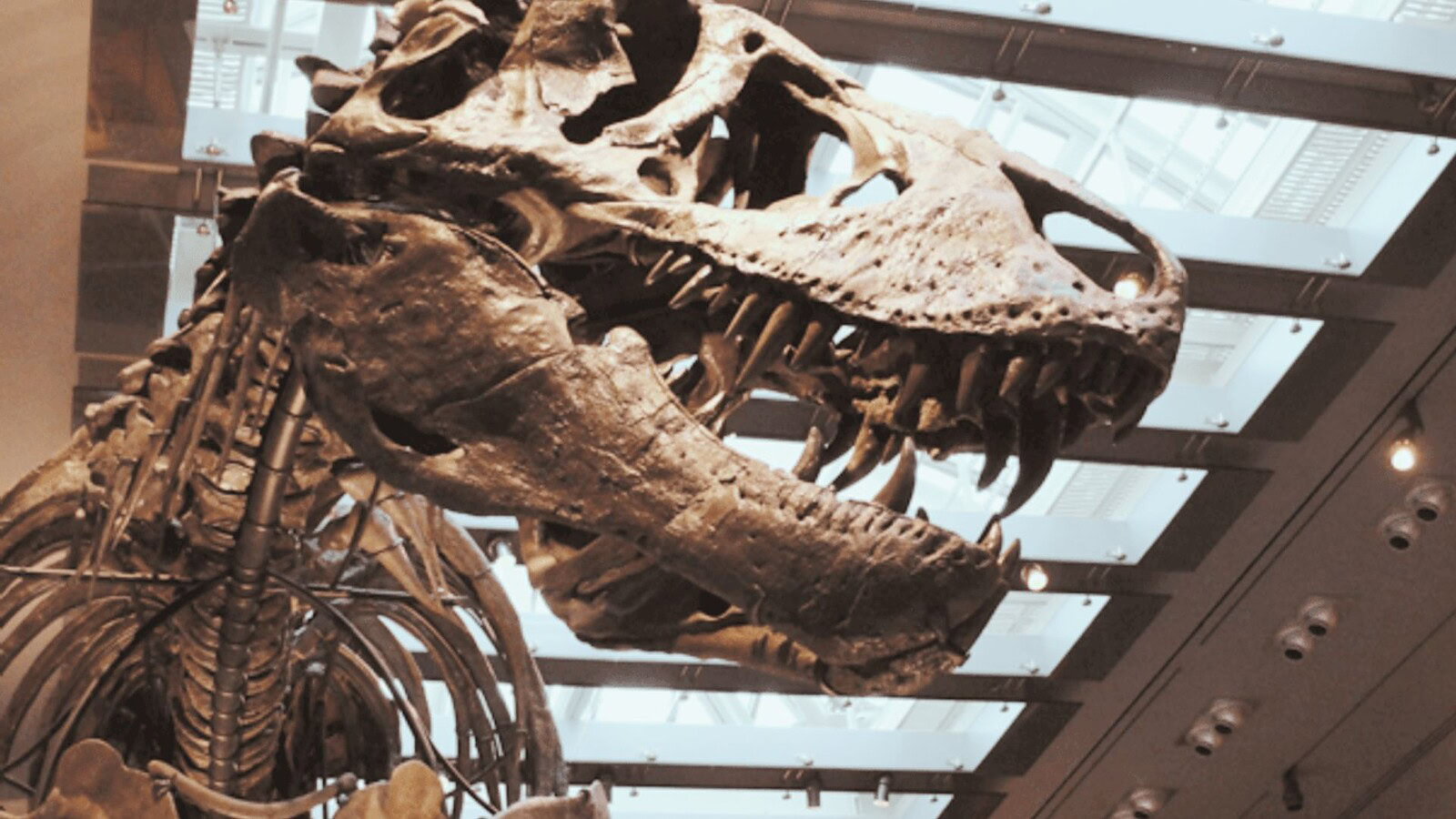 denti di T. rex