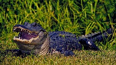 Caccia all’alligatore in Louisiana: legale dopo oltre 50 anni