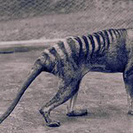tigre della Tasmania