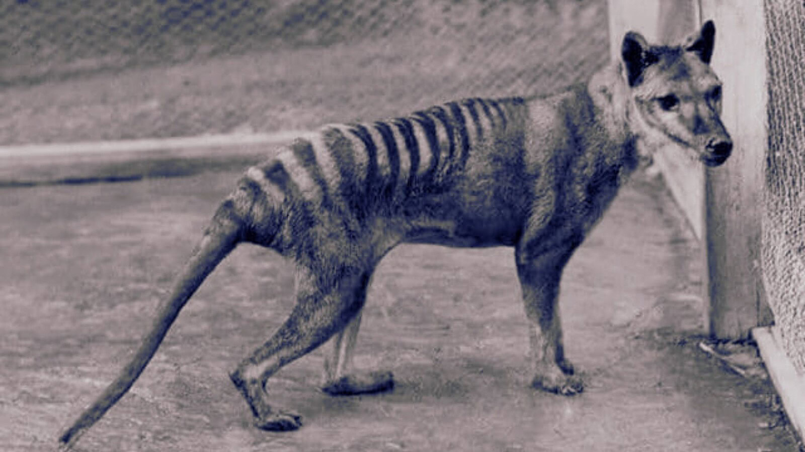 tigre della Tasmania