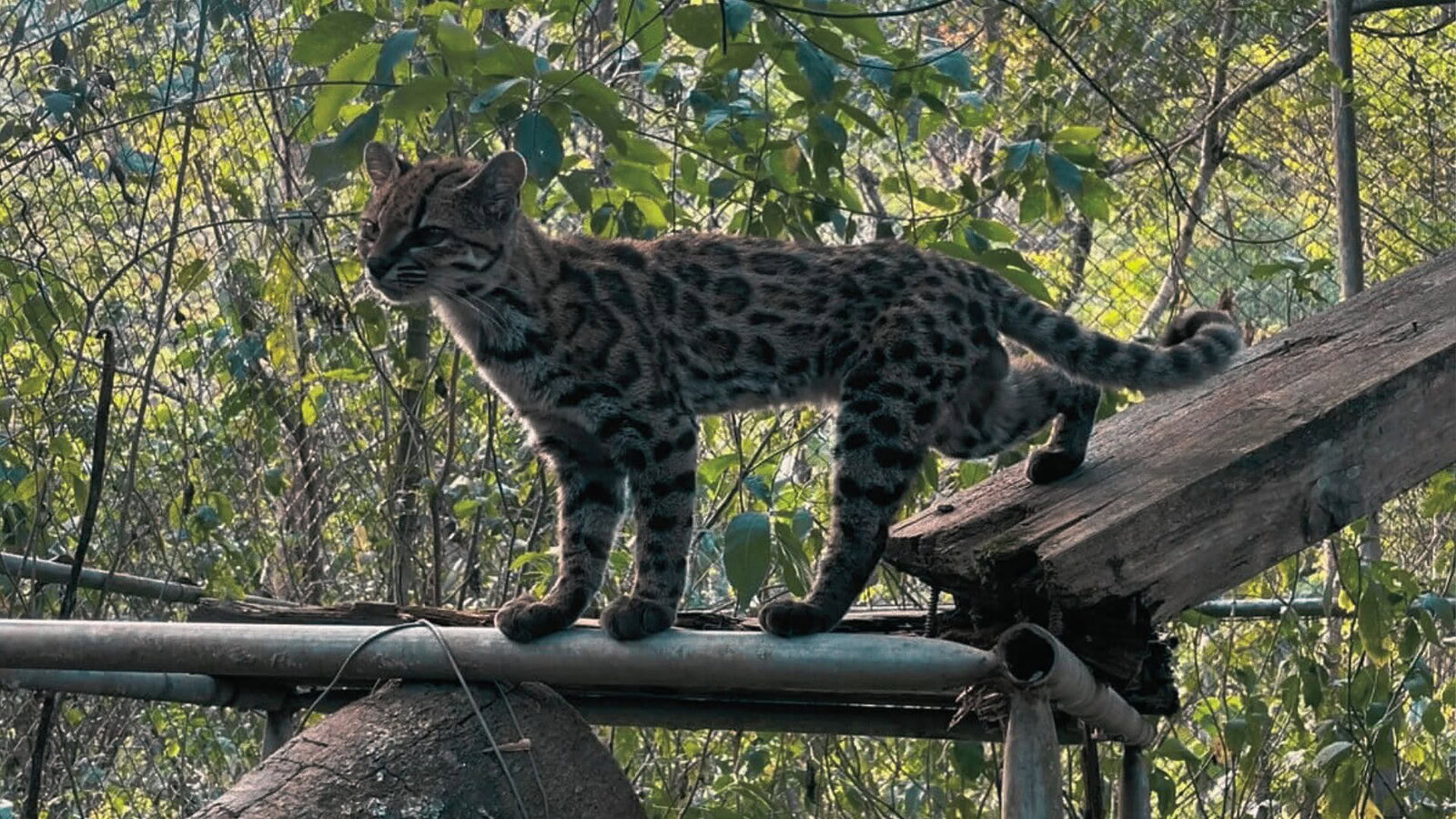 Leopardus tilcayo
