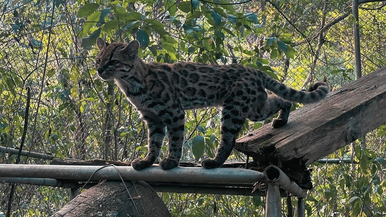 Leopardus tilcayo