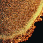 cellule antartiche