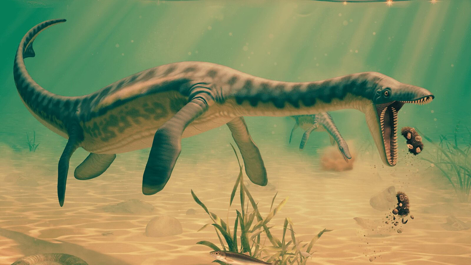 vomito fossile plesiosauro