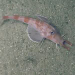 pesce che cammina come gambero