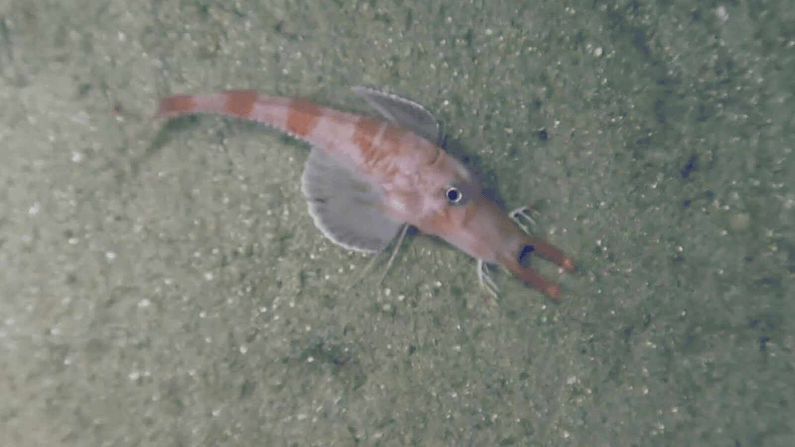 pesce che cammina come gambero