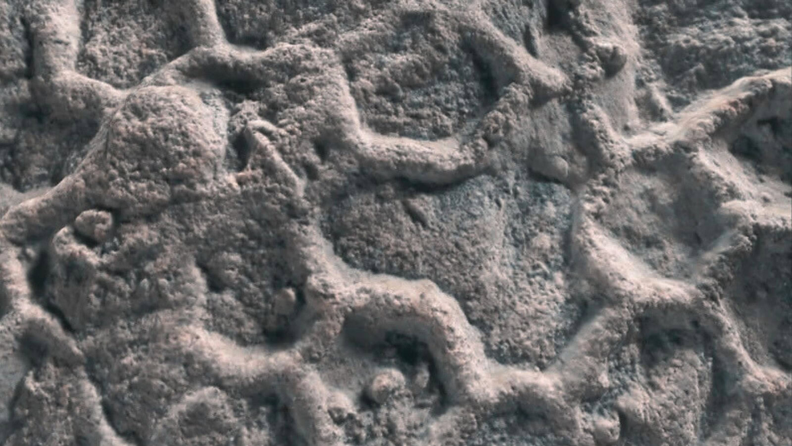 Paleodictyon