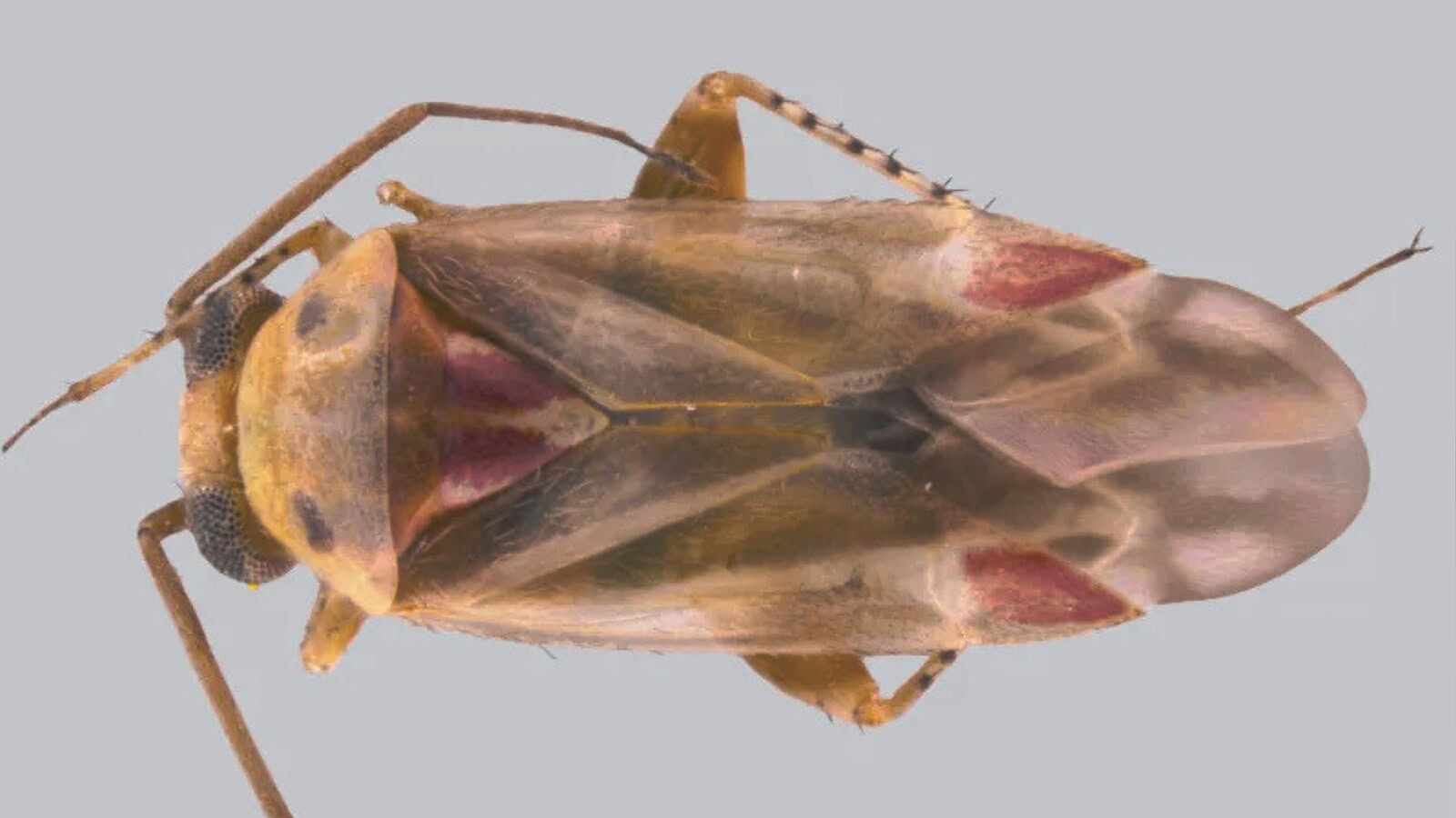 Swiftiephylus