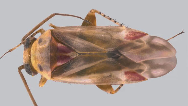 Swiftiephylus